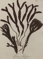 An illustration from (Band 1) (1800)