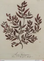 Picture 10 of 81 from (Band 1) (1800), leaf 51