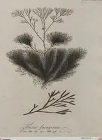 Picture 11 of 81 from (Band 1) (1800), leaf 54