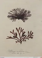 Picture 12 of 81 from (Band 1) (1800), leaf 57
