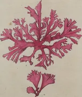 Picture 13 of 81 from (Band 1) (1800), leaf 58