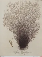 Picture 14 of 81 from (Band 1) (1800), leaf 64
