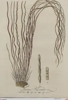 An illustration from (Band 1) (1800)