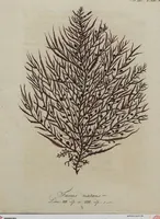 Picture 16 of 81 from (Band 1) (1800), leaf 71