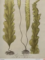 Picture 17 of 81 from (Band 1) (1800), leaf 76