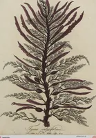 Picture 18 of 81 from (Band 1) (1800), leaf 80