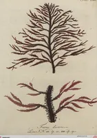 Picture 19 of 81 from (Band 1) (1800), leaf 83