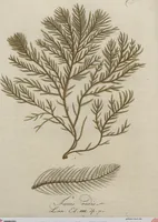 Picture 20 of 81 from (Band 1) (1800), leaf 86