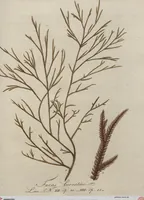 Picture 21 of 81 from (Band 1) (1800), leaf 89