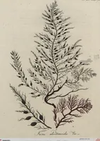 Picture 22 of 81 from (Band 1) (1800), leaf 92