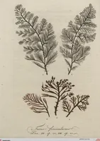 Picture 23 of 81 from (Band 1) (1800), leaf 96