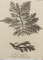 Picture 24 of 81 from (Band 1) (1800), leaf 99