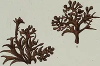 An illustration from (Band 2,1): Fünftes Heft. oder des zweitenTheils erstes Heft (1802)