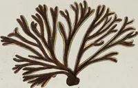 An illustration from (Band 2,1): Fünftes Heft. oder des zweitenTheils erstes Heft (1802)