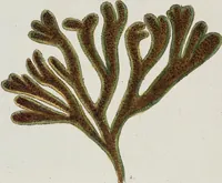An illustration from (Band 2,1): Fünftes Heft. oder des zweitenTheils erstes Heft (1802)