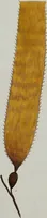 Picture 10 of 24 from (Band 2,1): Fünftes Heft. oder des zweitenTheils erstes Heft (1802), leaf 42