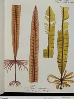 An illustration from (Band 2,1): Fünftes Heft. oder des zweitenTheils erstes Heft (1802)