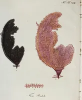 An illustration from (Band 2,1): Fünftes Heft. oder des zweitenTheils erstes Heft (1802)