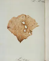 Picture 12 of 24 from (Band 2,1): Fünftes Heft. oder des zweitenTheils erstes Heft (1802), leaf 54