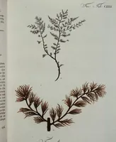An illustration from (Band 2,1): Fünftes Heft. oder des zweitenTheils erstes Heft (1802)