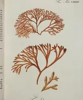 An illustration from (Band 2,1): Fünftes Heft. oder des zweitenTheils erstes Heft (1802)