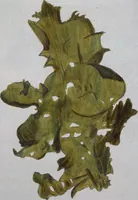 An illustration from (Band 2,1): Fünftes Heft. oder des zweitenTheils erstes Heft (1802)