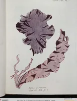 Picture 17 of 24 from (Band 2,1): Fünftes Heft. oder des zweitenTheils erstes Heft (1802), leaf 81