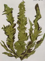 An illustration from (Band 2,1): Fünftes Heft. oder des zweitenTheils erstes Heft (1802)
