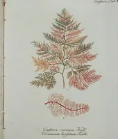 An illustration from (Band 2,1): Fünftes Heft. oder des zweitenTheils erstes Heft (1802)