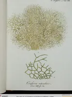 An illustration from (Band 2,1): Fünftes Heft. oder des zweitenTheils erstes Heft (1802)