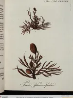 An illustration from (2,2): Sechstes Heft. oder des zweitenTheils zweites Heft: Mit vier und zwanzig illuminirten Kupfertafeln (1804)