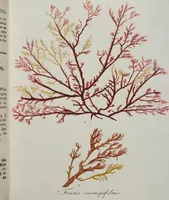 An illustration from (2,2): Sechstes Heft. oder des zweitenTheils zweites Heft: Mit vier und zwanzig illuminirten Kupfertafeln (1804)