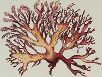 An illustration from (2,2): Sechstes Heft. oder des zweitenTheils zweites Heft: Mit vier und zwanzig illuminirten Kupfertafeln (1804)
