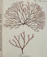 An illustration from (2,2): Sechstes Heft. oder des zweitenTheils zweites Heft: Mit vier und zwanzig illuminirten Kupfertafeln (1804)