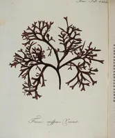 An illustration from (2,2): Sechstes Heft. oder des zweitenTheils zweites Heft: Mit vier und zwanzig illuminirten Kupfertafeln (1804)