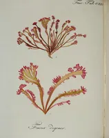 An illustration from (2,2): Sechstes Heft. oder des zweitenTheils zweites Heft: Mit vier und zwanzig illuminirten Kupfertafeln (1804)