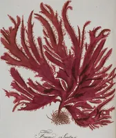 An illustration from (2,2): Sechstes Heft. oder des zweitenTheils zweites Heft: Mit vier und zwanzig illuminirten Kupfertafeln (1804)