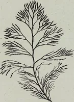 An illustration from (2,2): Sechstes Heft. oder des zweitenTheils zweites Heft: Mit vier und zwanzig illuminirten Kupfertafeln (1804)