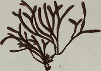 An illustration from (2,2): Sechstes Heft. oder des zweitenTheils zweites Heft: Mit vier und zwanzig illuminirten Kupfertafeln (1804)