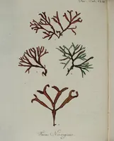 An illustration from (2,2): Sechstes Heft. oder des zweitenTheils zweites Heft: Mit vier und zwanzig illuminirten Kupfertafeln (1804)