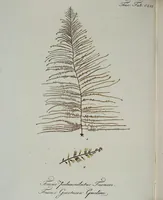 An illustration from (2,2): Sechstes Heft. oder des zweitenTheils zweites Heft: Mit vier und zwanzig illuminirten Kupfertafeln (1804)