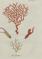 An illustration from (Band 2, Fortsetzung): Fortsetzungen der Pflanzenthiere (1806)
