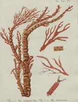 An illustration from (Band 2, Fortsetzung): Fortsetzungen der Pflanzenthiere (1806)