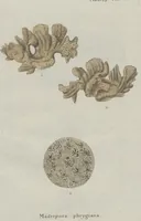 An illustration from (Band 2, Fortsetzung): Fortsetzungen der Pflanzenthiere (1806)