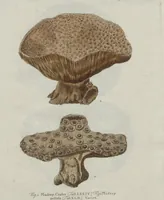 An illustration from (Band 2, Fortsetzung): Fortsetzungen der Pflanzenthiere (1806)