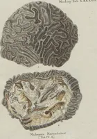 An illustration from (Band 2, Fortsetzung): Fortsetzungen der Pflanzenthiere (1806)