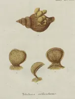 An illustration from (Band 2, Fortsetzung): Fortsetzungen der Pflanzenthiere (1806)