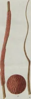 Picture 11 of 26 from (Band 2, Fortsetzung): Fortsetzungen der Pflanzenthiere (1806), leaf 60