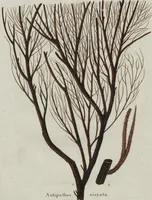 An illustration from (Band 2, Fortsetzung): Fortsetzungen der Pflanzenthiere (1806)