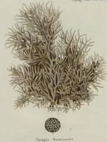 An illustration from (Band 2, Fortsetzung): Fortsetzungen der Pflanzenthiere (1806)
